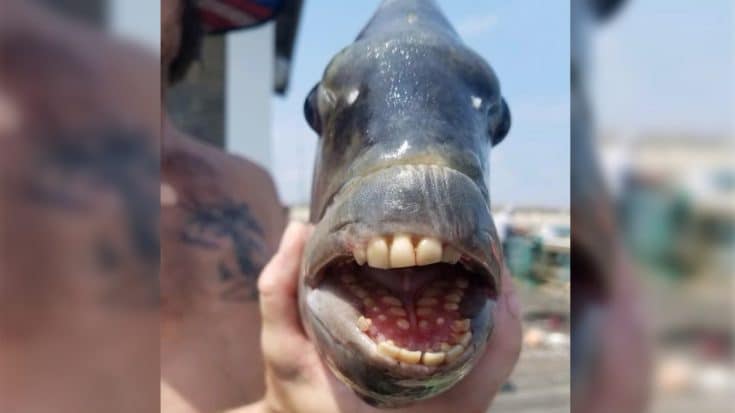 Fish With “Human Teeth” Caught Off North Carolina Pier | Country Music Videos