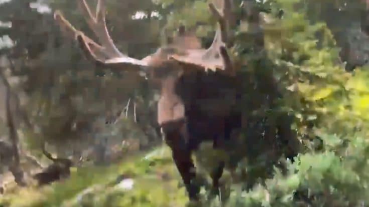 Hiker Nearly Attacked By Charging Moose, Tree Saves His Life | Country Music Videos