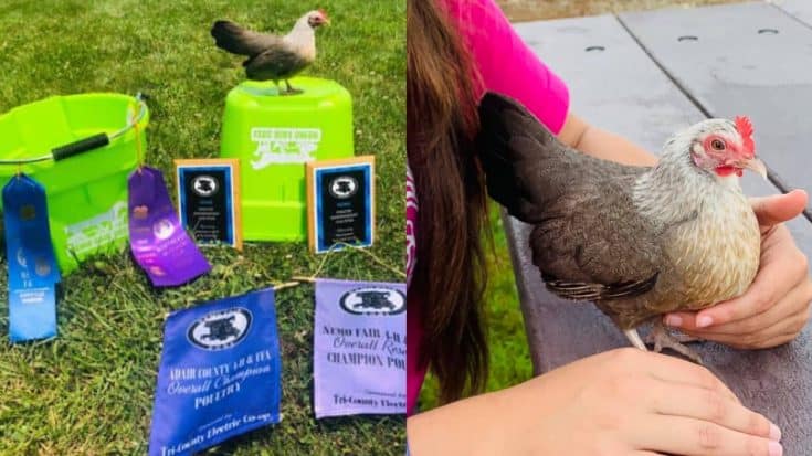 Little Girl Heartbroken After Thief Nabs Her Prize-Winning Chicken | Country Music Videos