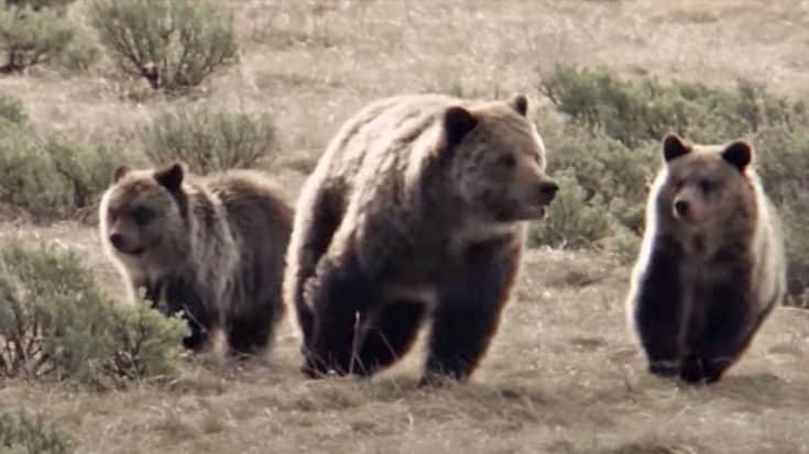Hunter Mauled By Grizzly Bear Protecting Her Cubs | Country Music Videos