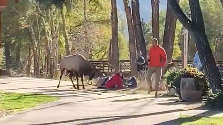 Video: Elk Violently Attacks Woman While Group Of Men Run Away | Country Music Videos