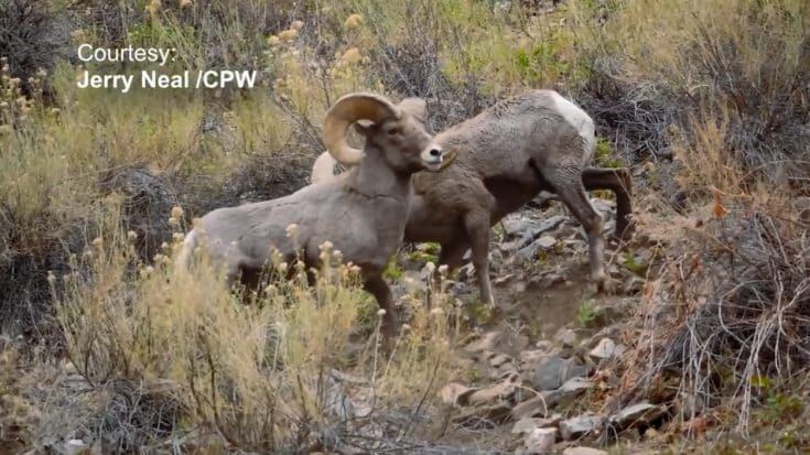 Officials Share Footage Of Riled-Up Rams Battling During Mating Season | Country Music Videos