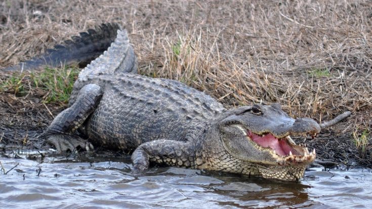 Officials Find Missing Man Inside 500lb Alligator | Country Music Videos
