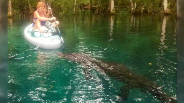 10ft Gator Tries To Bite Woman’s Paddleboard In Florida | Country Music Videos