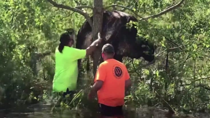 Cow Found Stuck In A Tree After Hurricane Ida Floodwaters Subside | Country Music Videos