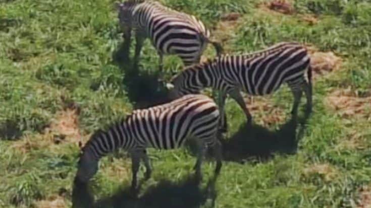 “I’m Not On Drugs,” Lady Says After She Spots Zebras In Her Yard | Country Music Videos