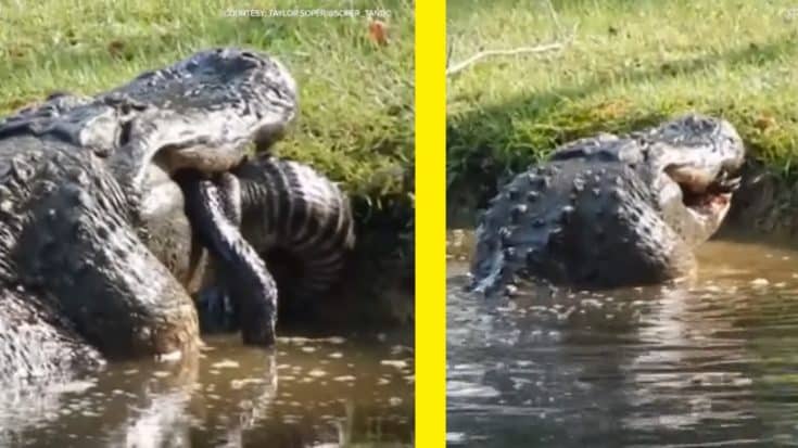 Mega Gator Cannibalizes A 6-Foot Alligator In Gruesome Video | Country Music Videos