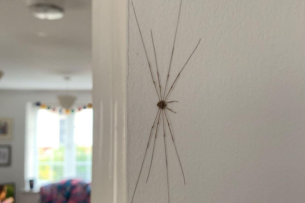 Десяти сантиметровый паук на стене
