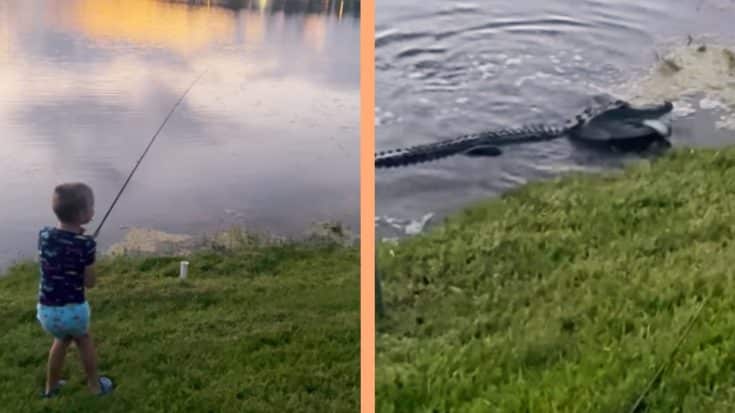 Alligator Lunges Out Of Lake, Snatches Boy’s Fish & Rod | Country Music Videos