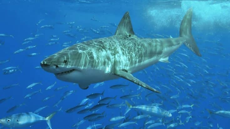 Great White Shark Hoax Scares Thousands Of People In Australia | Country Music Videos