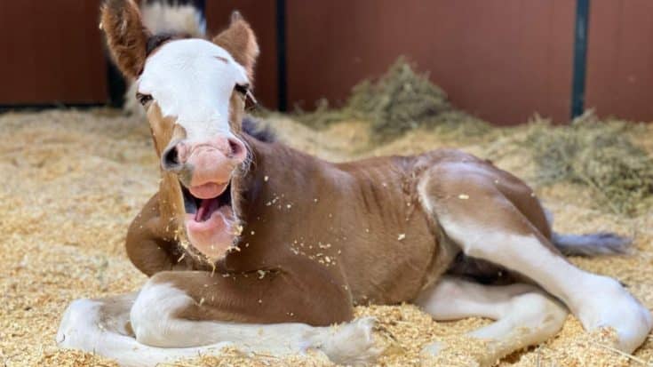 Budweiser Welcomes Baby Clydesdale, Reveals His Name | Country Music Videos