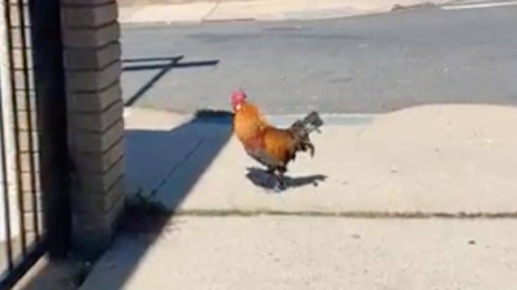 Aggressive Rooster Attacks People Walking Down NY Street | Country Music Videos