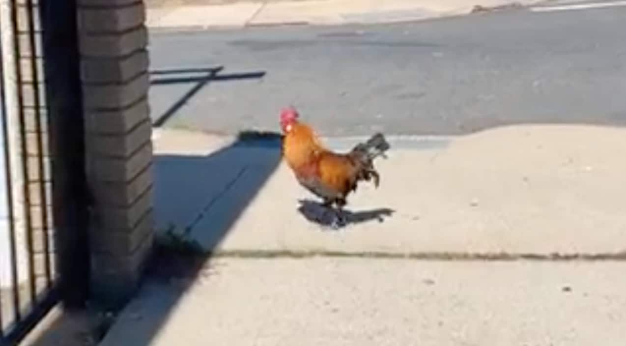 Aggressive Rooster Attacks People Walking Down NY Street