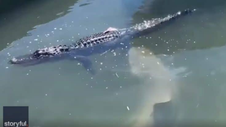 Shark Attacks Gator After Tourist Throws Meat In Water | Country Music Videos