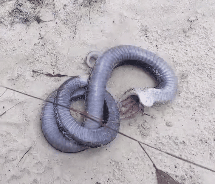 Snake Fearing for Its Life Filmed Playing Dead: 'Impressive Theatrics