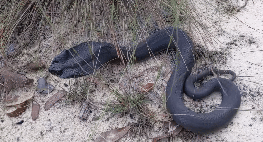 Snake Fearing for Its Life Filmed Playing Dead: 'Impressive Theatrics