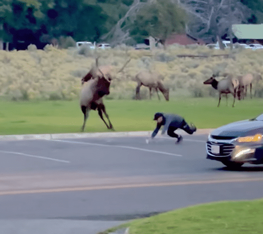 bull elk charges yellowstone tourist