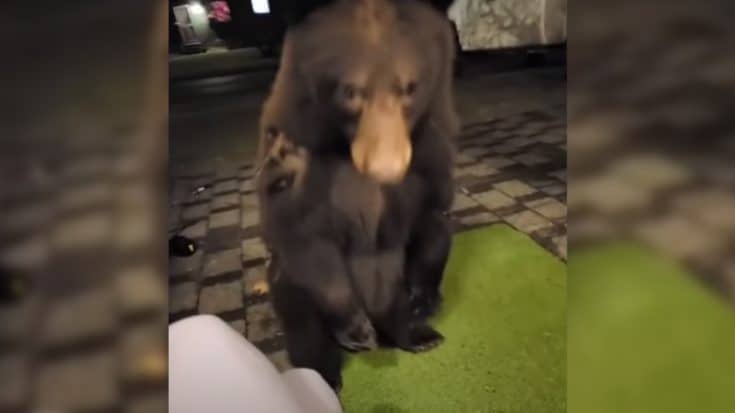 Bear Sneaks Up On Woman As She Plays On Her Phone | Country Music Videos