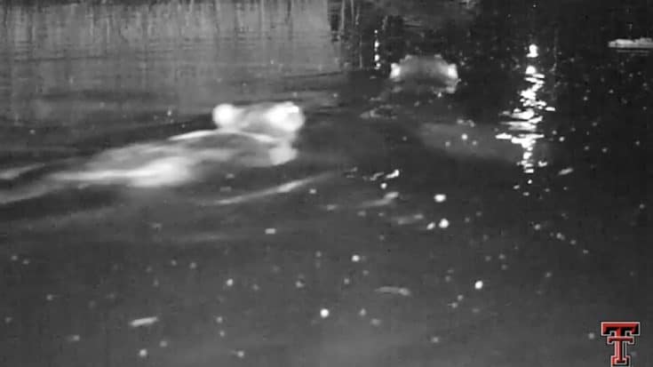 “Ghost” Beavers Finally Return To Texas Region After 5,000 Years | Country Music Videos