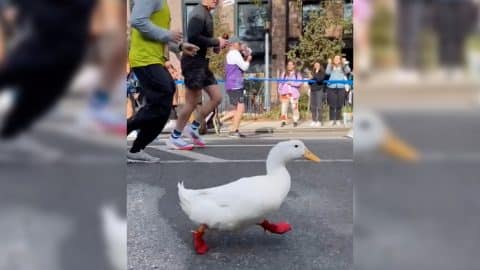 Did A Duck Really Run The NYC Marathon? | Country Music Videos