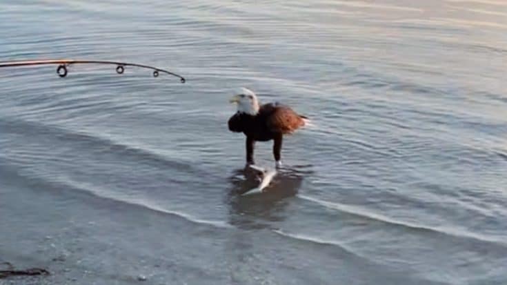Eagle Steals Shark From Fisherman’s Line & Devours It Right In Front Of Him | Country Music Videos