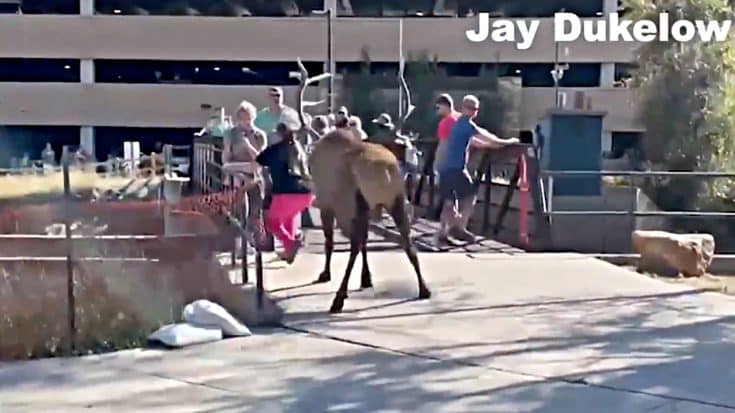 Massive Male Elk Charges Visitors At Estes Park in Colorado | Country Music Videos