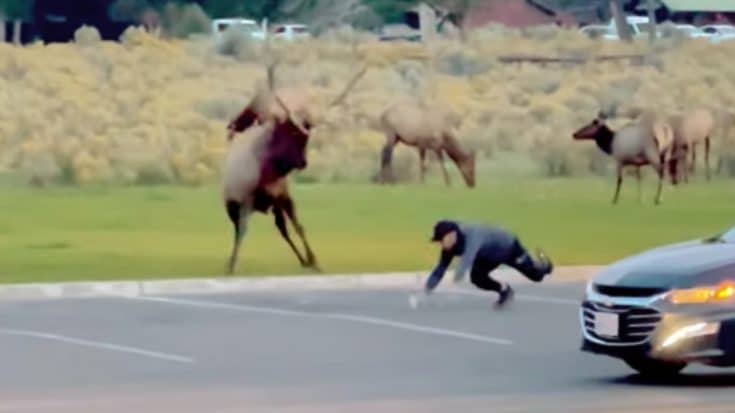 “Idiot” Charged At By Elk At Yellowstone National Park | Country Music Videos