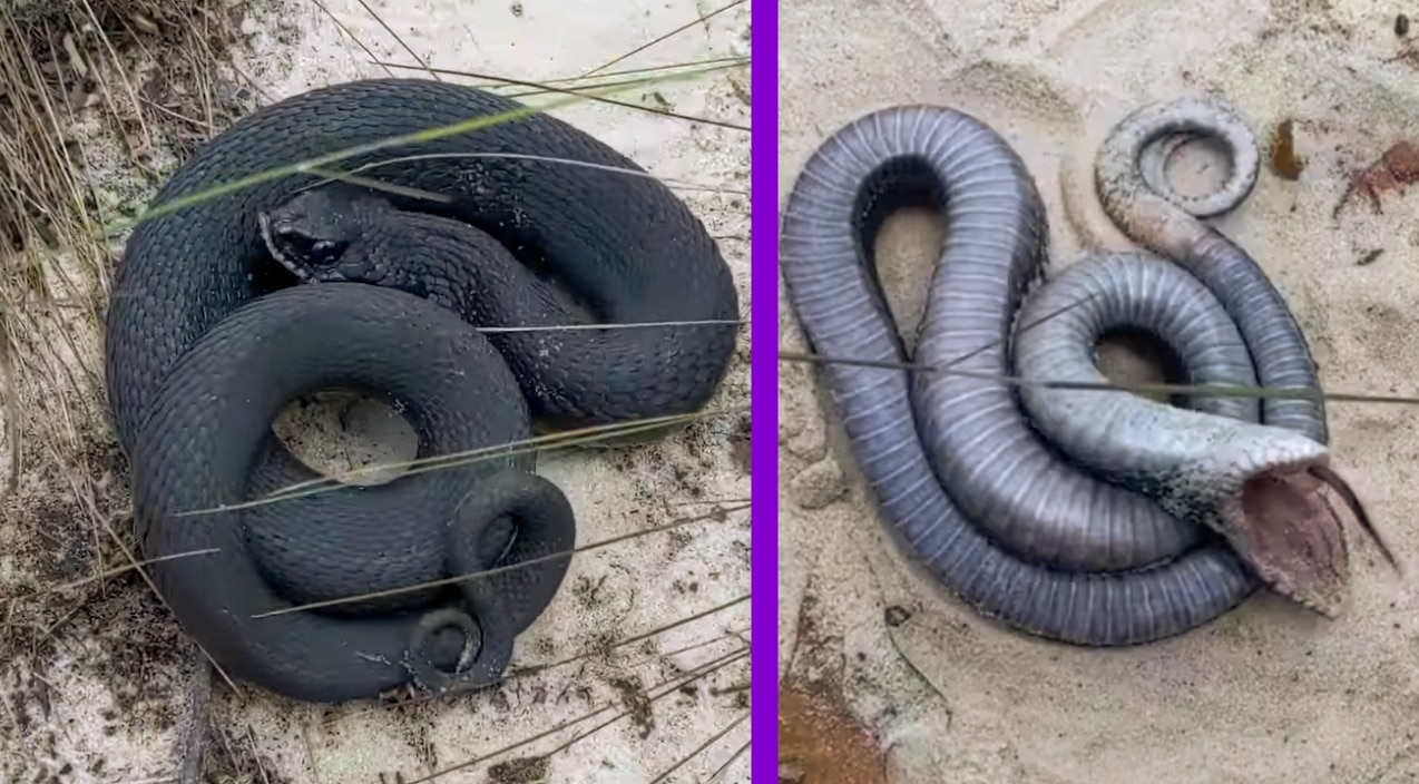 North Caroline Eastern Hognose Zombie Snake Plays Dead