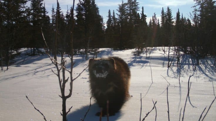Wolverine Chomps Down On Trail Cam – See The Photos | Country Music Videos