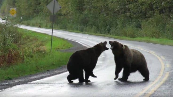 Woman Witness 2 Grizzly Bears Fighting In Middle Of Highway | Country Music Videos