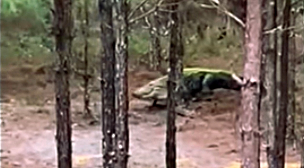 Deer Hunter Films Gigantic Gator Crawling Under His Stand | Country Music Videos
