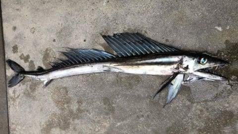 Rare, Deep Sea Cannibal Fish Washes Up On San Diego Beach | Country Music Videos
