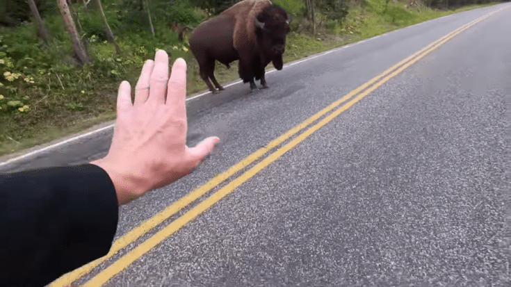 Yellowstone Visitor Says Approaching Bison Was “One of the Dumbest Things I’ve Ever Done” | Country Music Videos