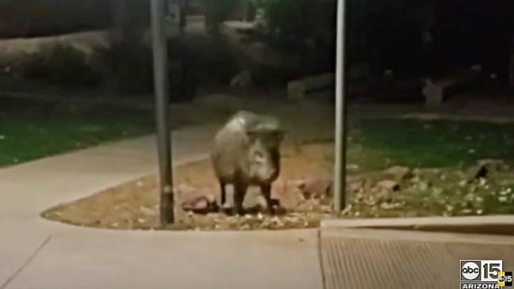 Group Of Javelinas Attack Woman & Her 12-year-Old Dog | Country Music Videos