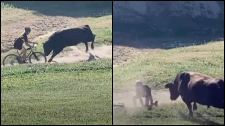 Cyclist Charged And Thrown By Bull During Off-Road Race | Country Music Videos