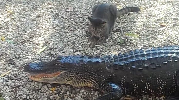 The House Cat Who Fights Off Alligators | Country Music Videos