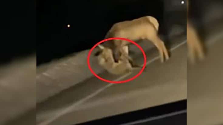 Teens Film Mountain Lion Killing Elk In Middle Of Road | Country Music Videos