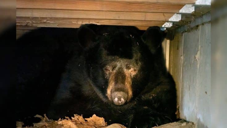 Bear Found Hibernating Under Couple’s Porch Deck | Country Music Videos