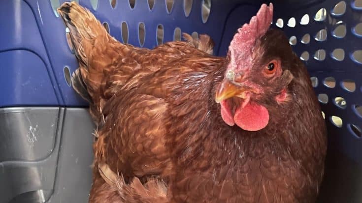 Chicken Apprehended After Sneaking Around Security Area At Pentagon | Country Music Videos