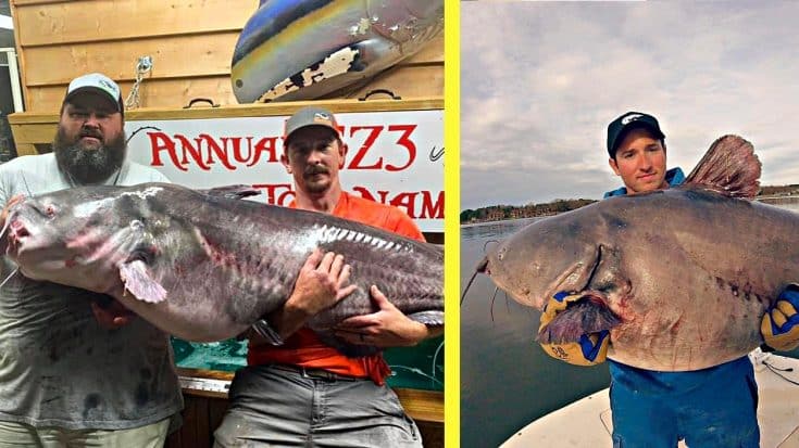 Here’s Why NC Is The Best Place To Reel In A Massive Blue Catfish | Country Music Videos