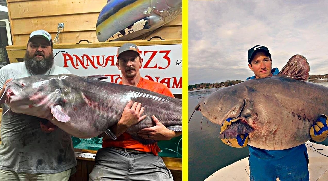 Here's Why NC Is The Best Place To Reel In A Massive Blue Catfish