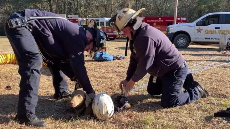 Video Shows Dog Being Rescued From 15ft Deep Hole | Country Music Videos