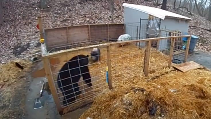 Pigs Fight Off Black Bear That Jumped Into Their Pen | Country Music Videos