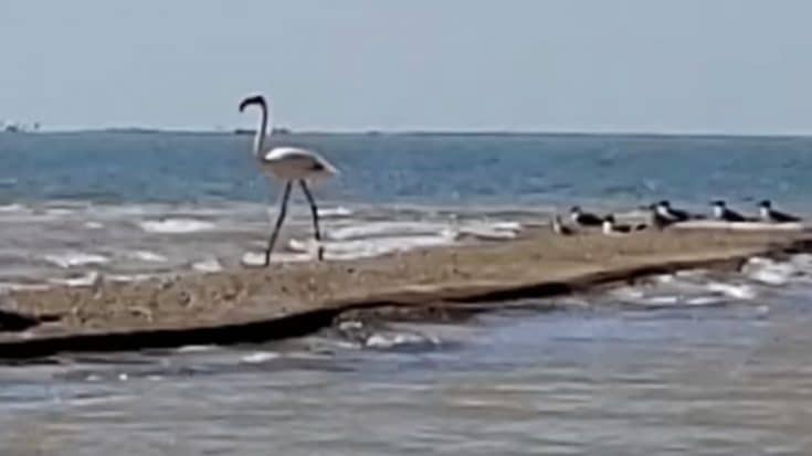 Flamingo That Escaped Kansas Zoo Spotted 17 Years Later In Texas | Country Music Videos