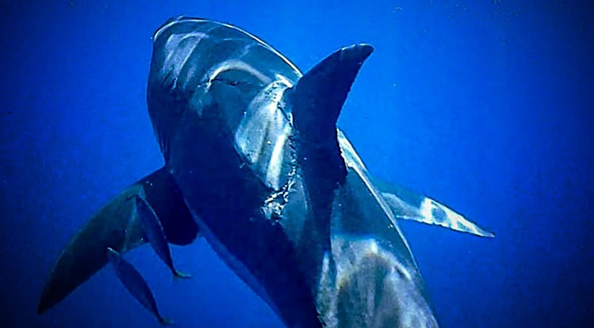 Massive Bite Mark On 15ft Great White Shark Captured By Photographer