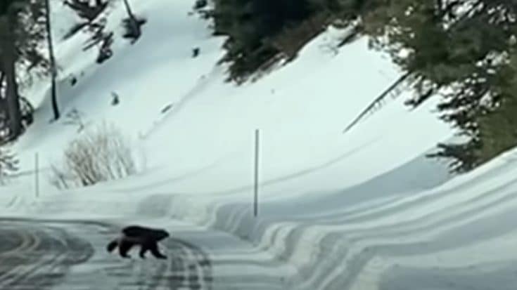 Yellowstone Visitors Film The Most Elusive Animal In The Park | Country Music Videos