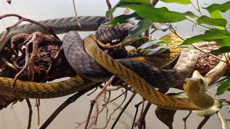 Police Confirm Man With 124 Snakes In His Home Died From Snake Bite | Country Music Videos