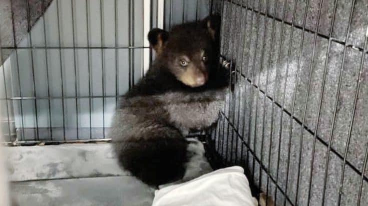 Orphaned Bear Cub Found In Tree After Mama Bear & Siblings Killed By Car | Country Music Videos