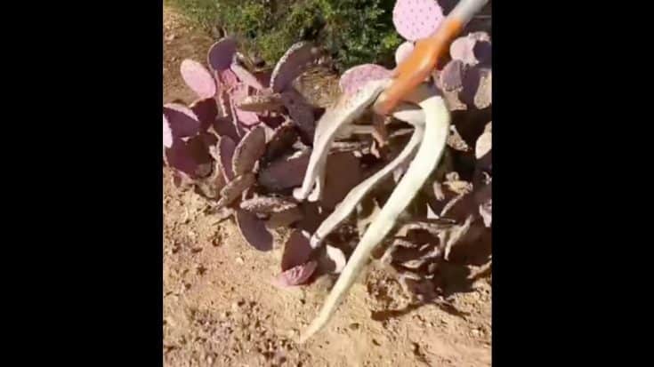 Arizona Woman Pulls Two Rattlesnakes Out Of Cactus At One Time | Country Music Videos