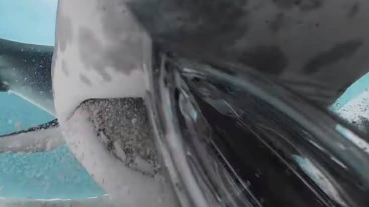 Shark Chomps Down On Diver’s Camera, Revealing Rare View From The Inside | Country Music Videos